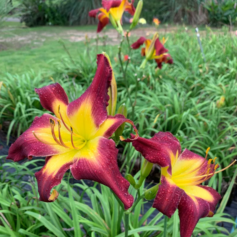 Rolling Oaks Star Girl from RollingOaksDaylilies