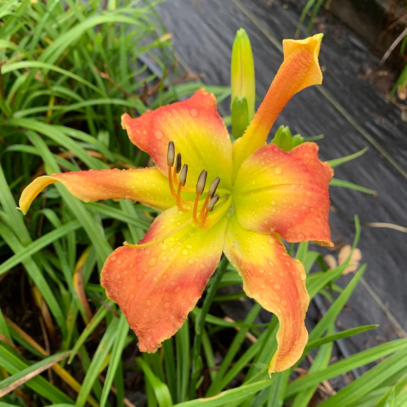 19-153 daylily bloom