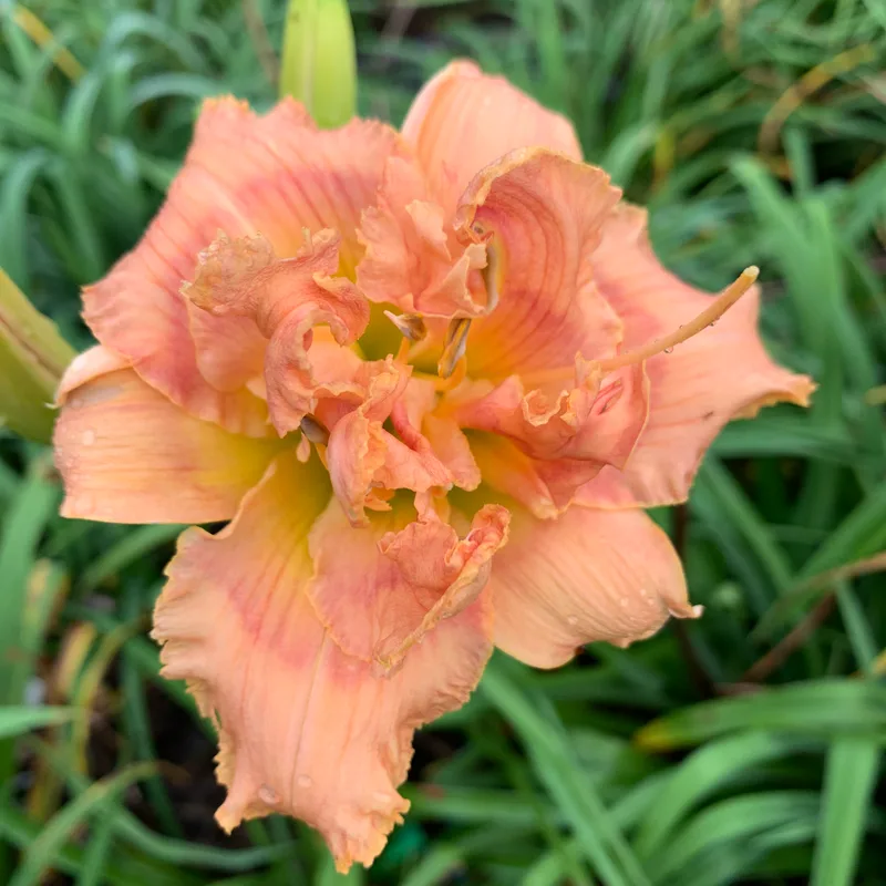 20-162 daylily bloom