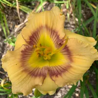 Goudeau pattern seedling thumbnail