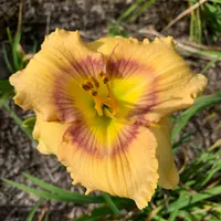 Goudeau pattern seedling thumbnail