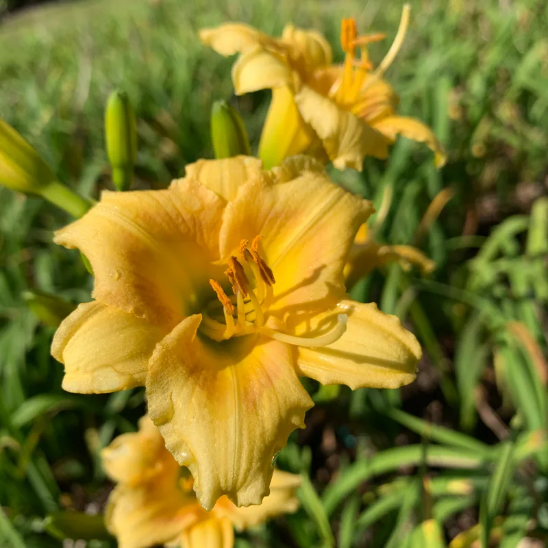 20-166 daylily bloom