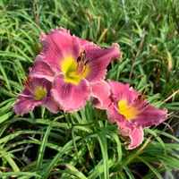 20-145 Rolling Oaks Rose Tiara thumbnail