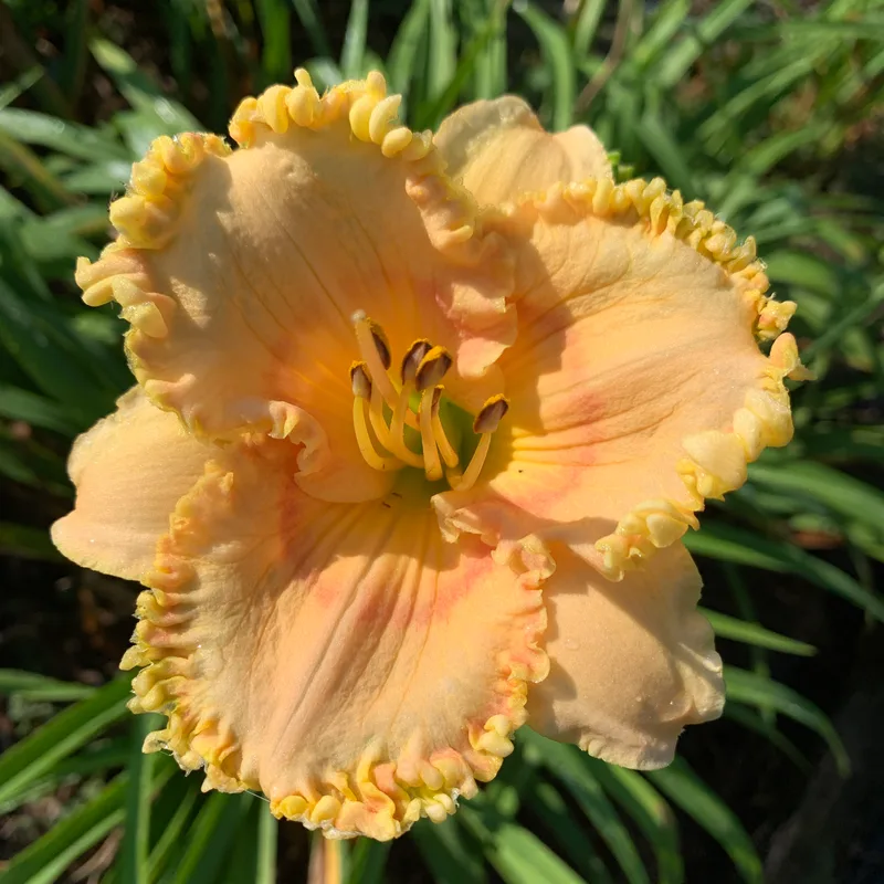 Baker Peach Seedling