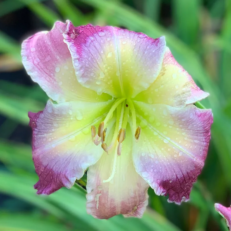 Lavender Blue Baby seedling with Teeth daylily bloom