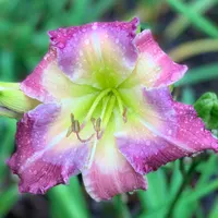 Lavender Blue Baby seedling with Teeth thumbnail