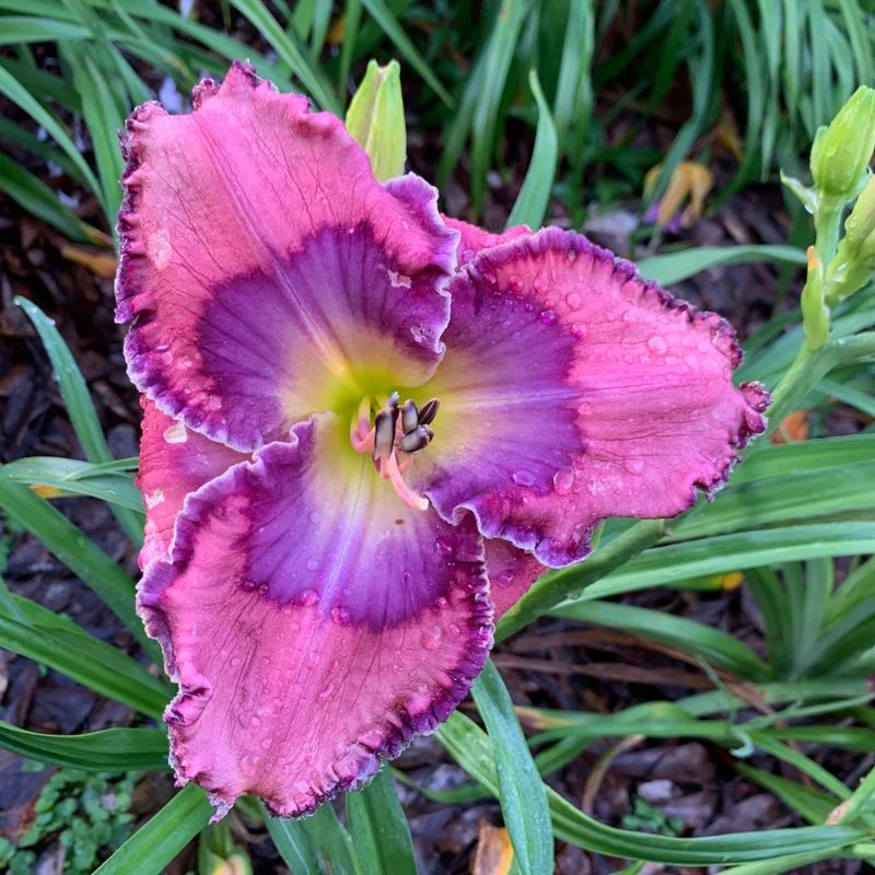 Follow Your Fancy daylily bloom