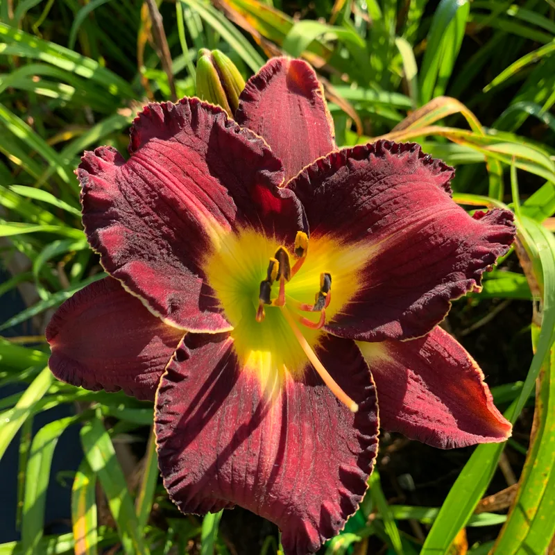 20-177 daylily bloom