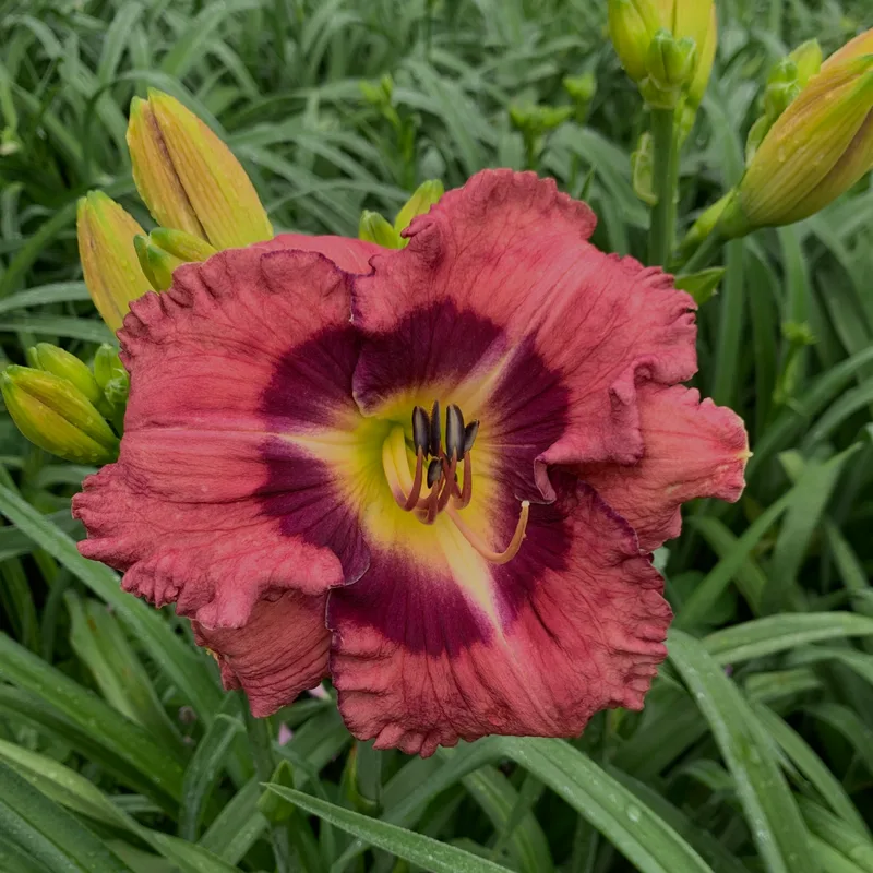 20-181 daylily bloom