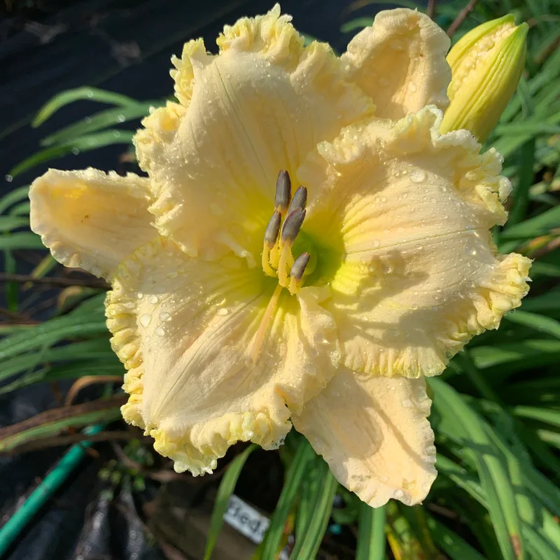 17-71 daylily bloom