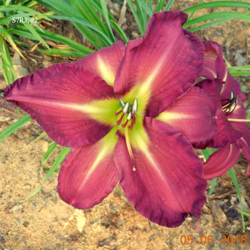 Gary's Consternation daylily bloom