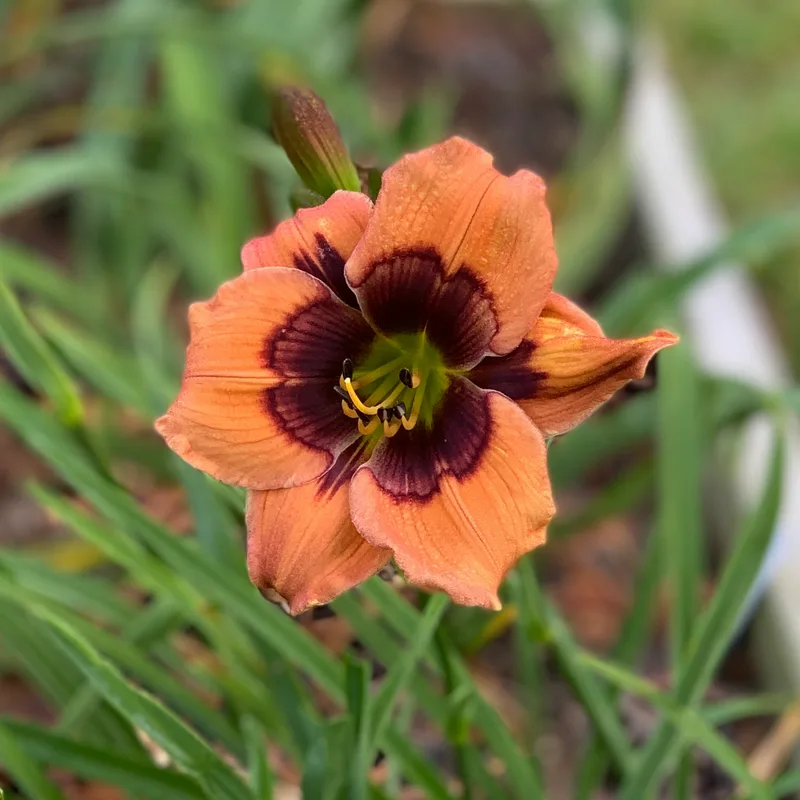 Lillian's Eye Am on Fire from RollingOaksDaylilies
