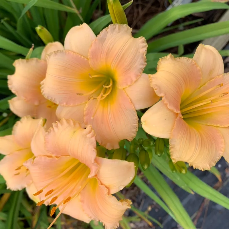 Millions of Peaches image
