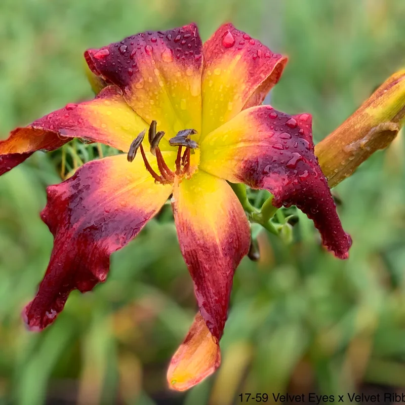 17-59 daylily bloom