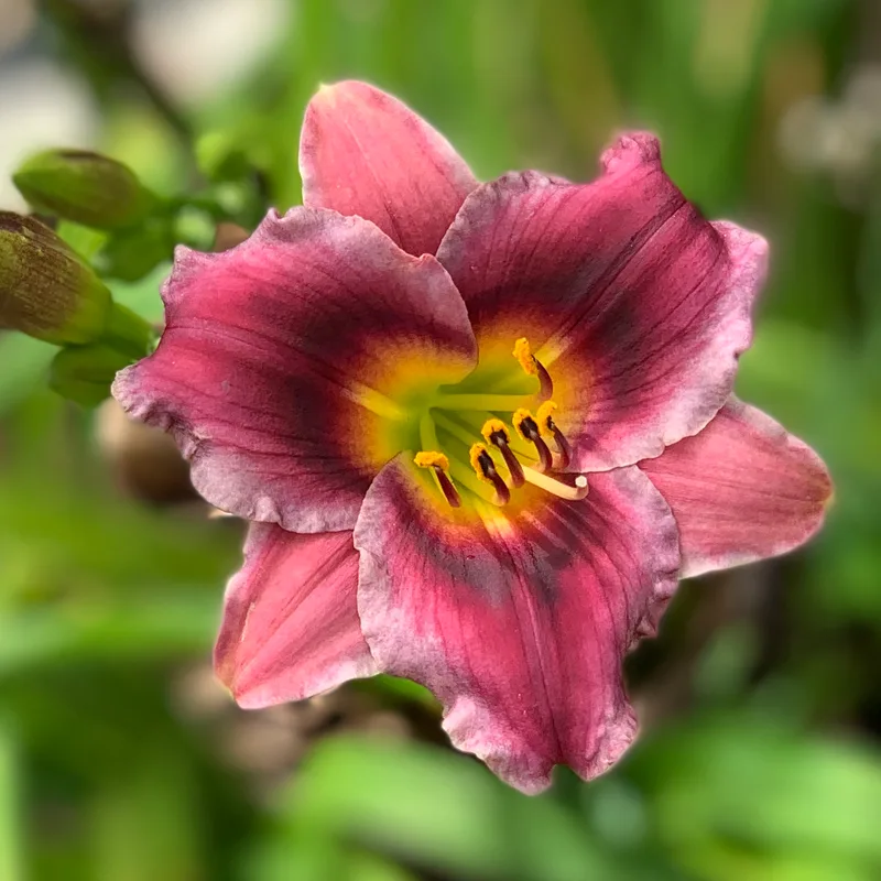 A Little Bit Famous from RollingOaksDaylilies
