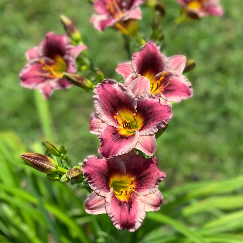 A Little Bit Famous from RollingOaksDaylilies