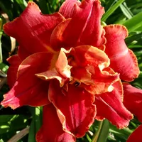 Scarlet Marie catalog image