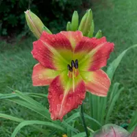Dixieland Five thumbnail