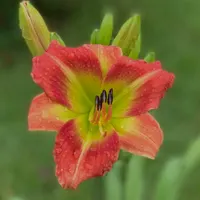 Dixieland Five thumbnail