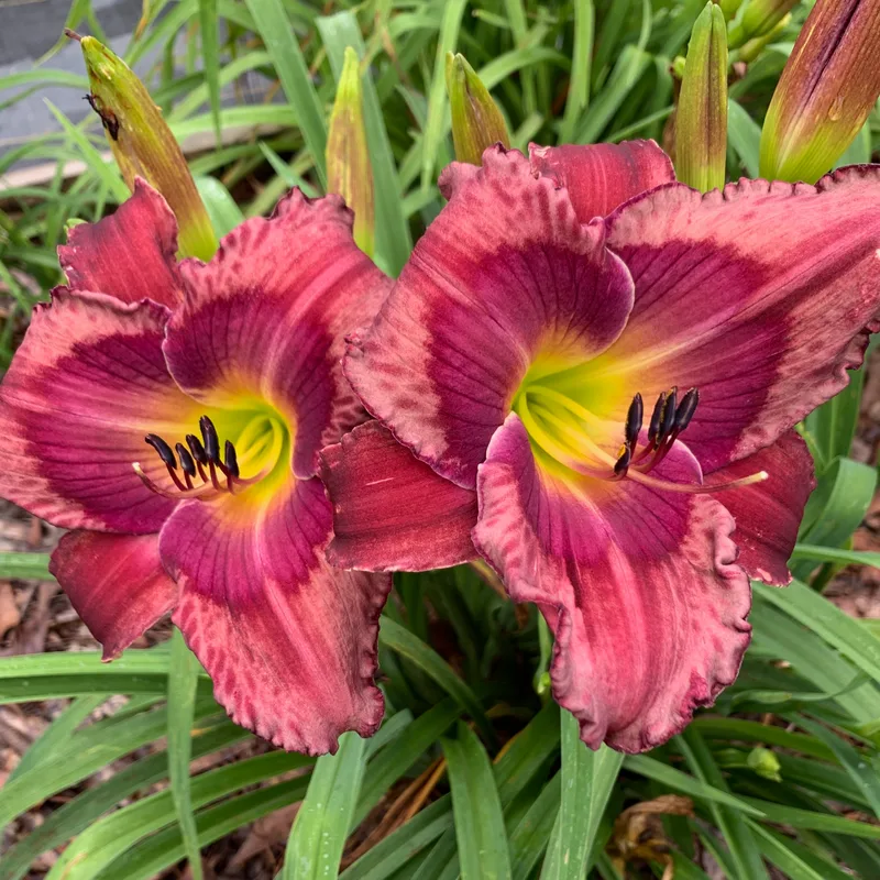 Memnoch's Bride from RollingOaksDaylilies