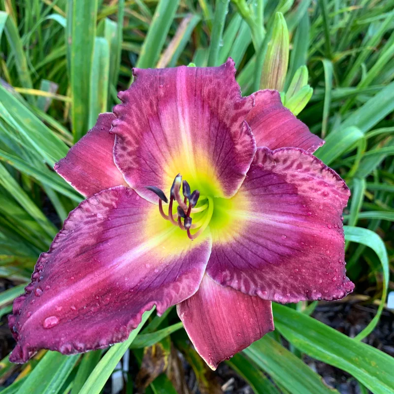 Memnoch's Bride from RollingOaksDaylilies