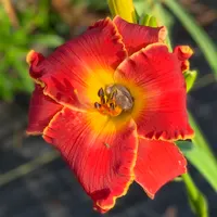 19-113 Red SC Frances Busby thumbnail