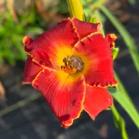19-113 Red SC Frances Busby thumbnail