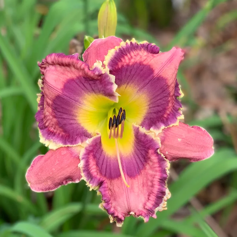 God Save The Queen daylily bloom
