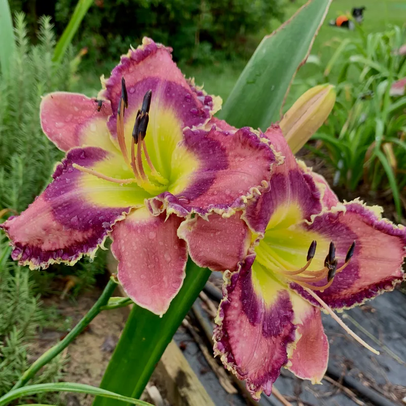 God Save The Queen from RollingOaksDaylilies