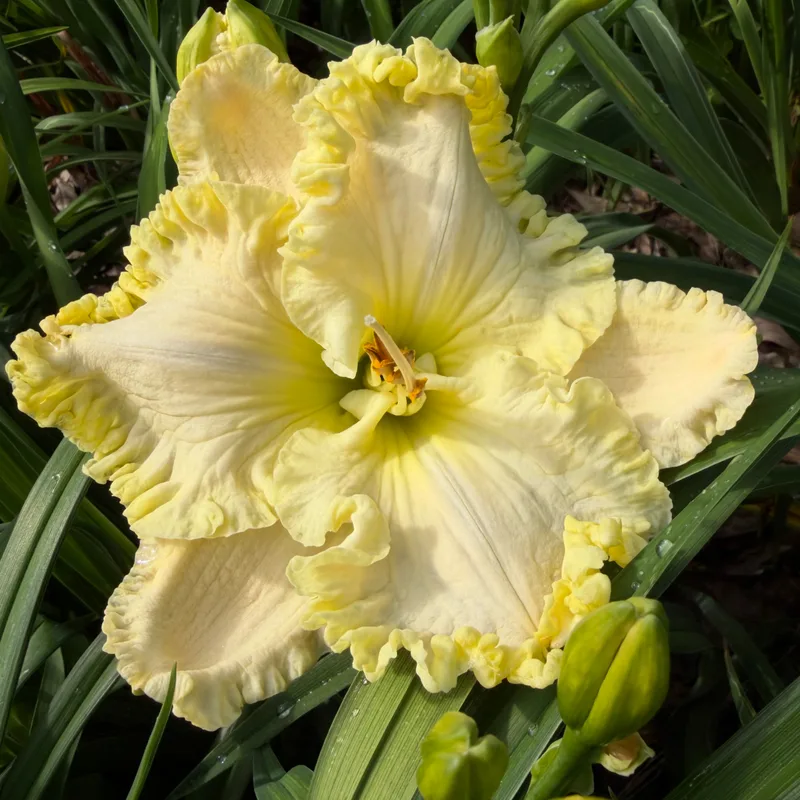 Great White Dove from RollingOaksDaylilies