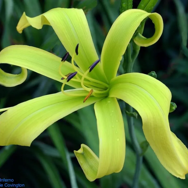 Green Inferno daylily bloom