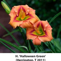 Halloween Green thumbnail