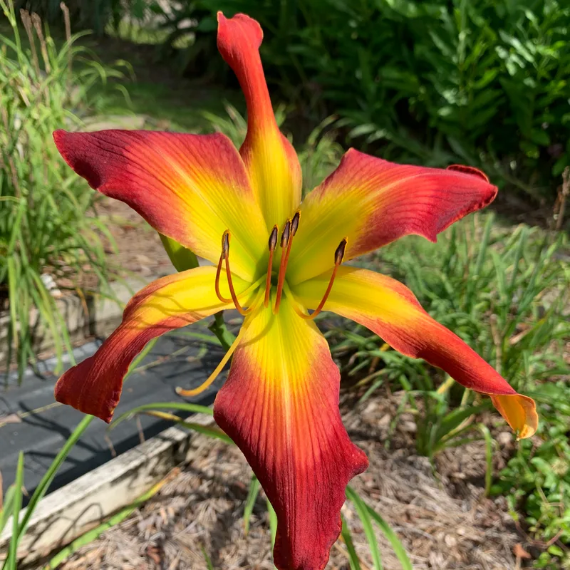High Blaze daylily bloom