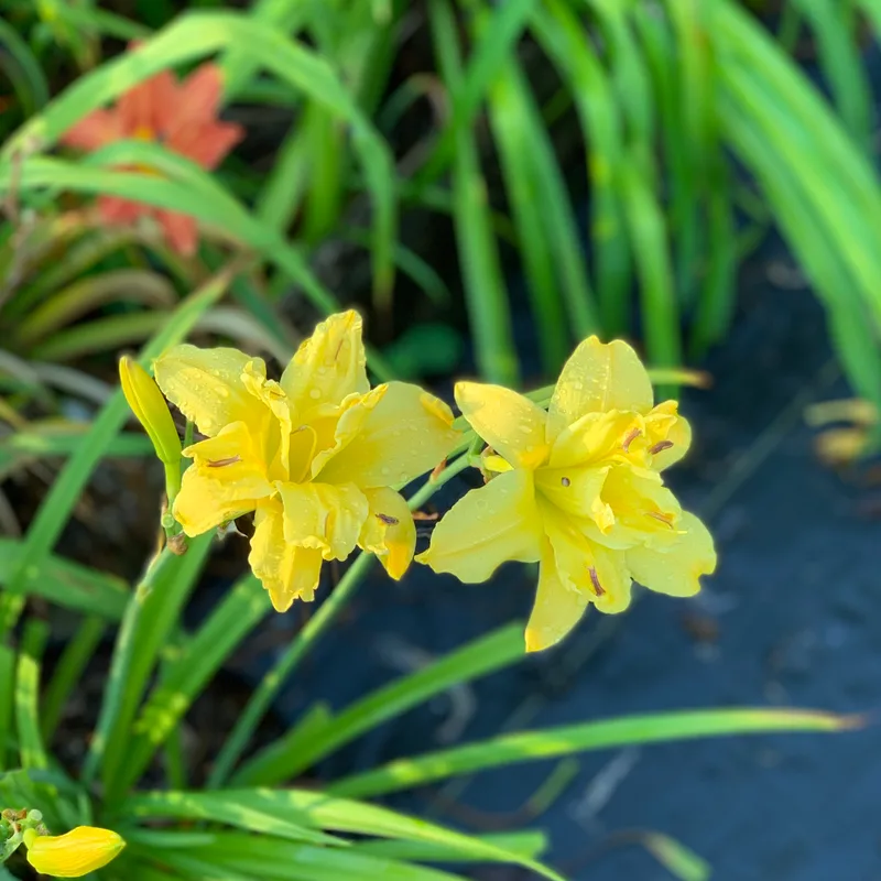 Double Decker from RollingOaksDaylilies