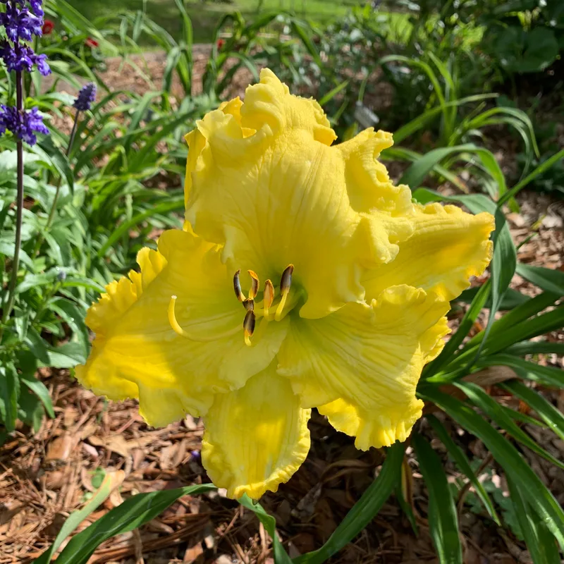Sublime Splendor daylily bloom