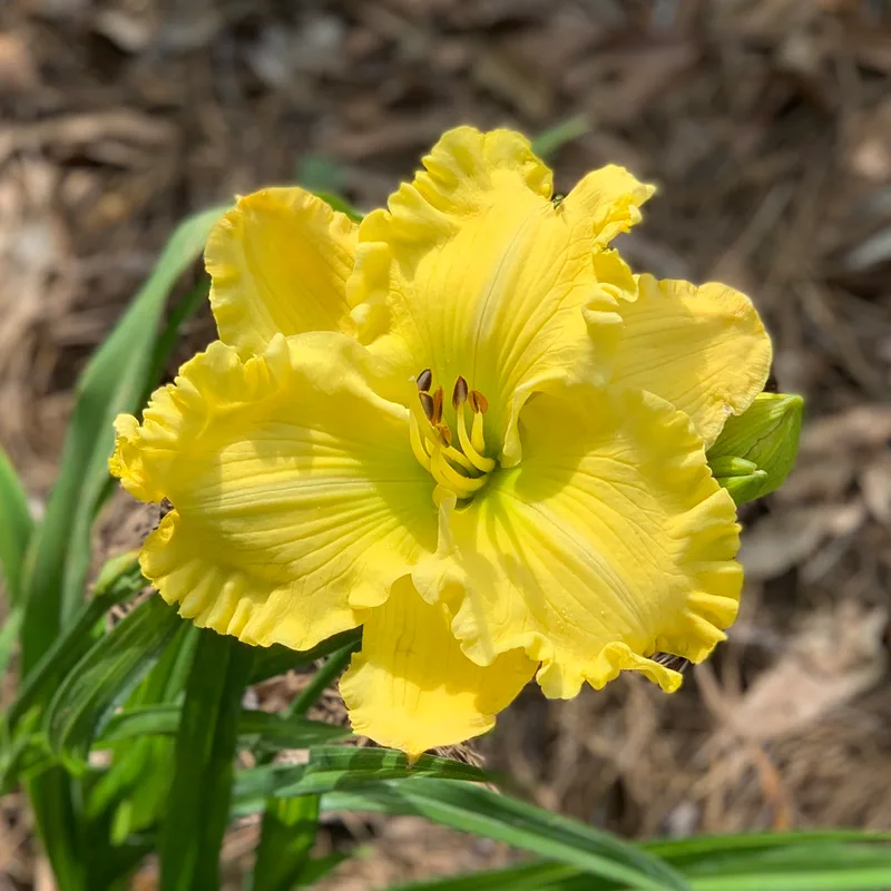 Sublime Splendor from RollingOaksDaylilies