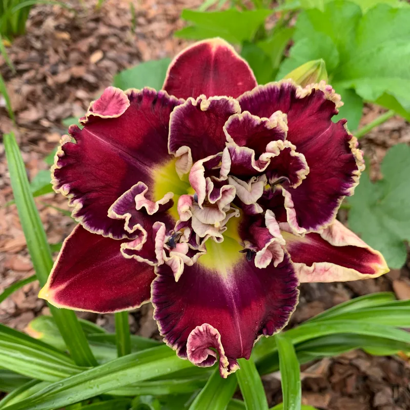 Flash of Mischief from RollingOaksDaylilies