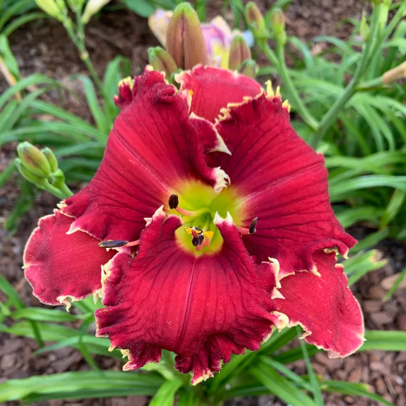 Dr Robert Burkhart daylily bloom