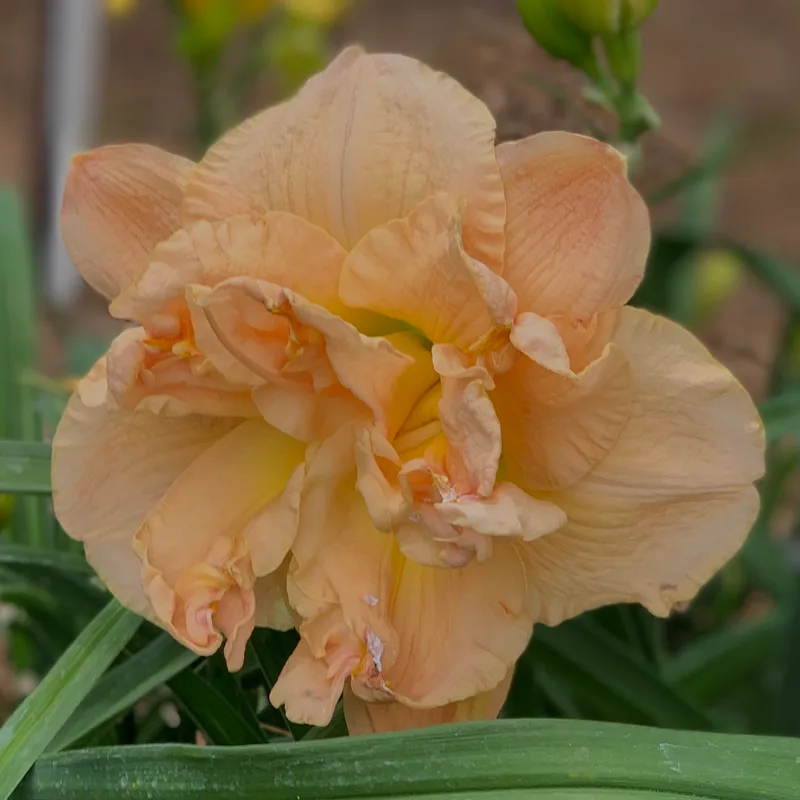 Pumpkin Giant from RollingOaksDaylilies