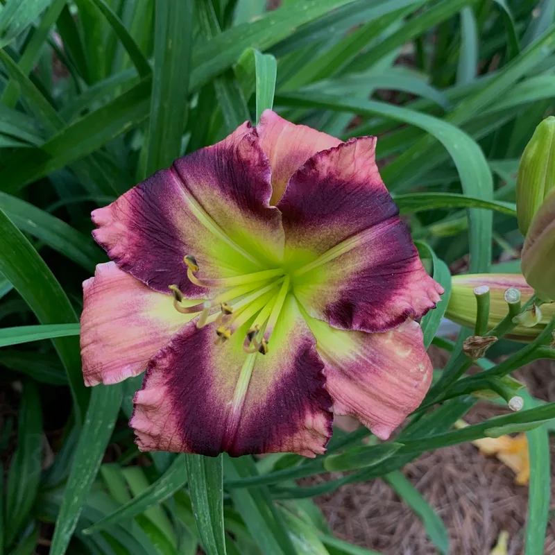 One Eyed Willie from RollingOaksDaylilies