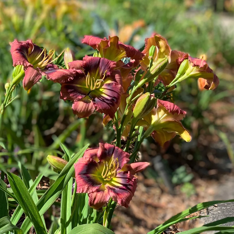 One Eyed Willie from RollingOaksDaylilies