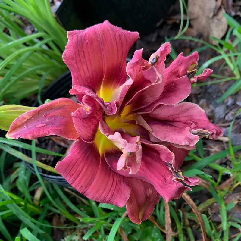 Double Berry Blitz from RollingOaksDaylilies