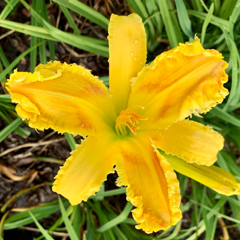 Heman from RollingOaksDaylilies