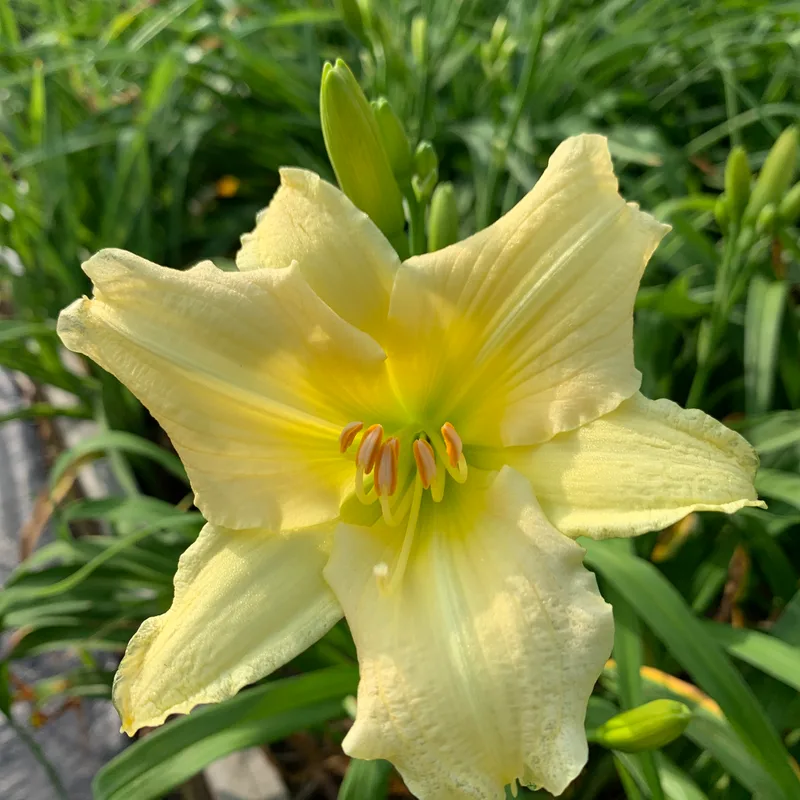 20-145-2 daylily bloom