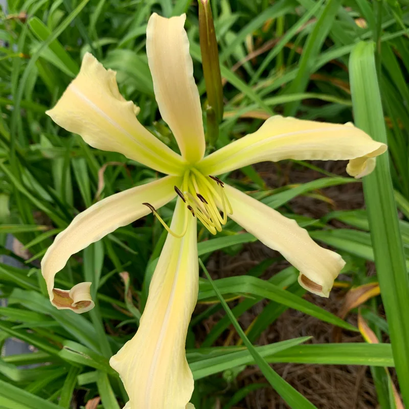 21-004 daylily bloom