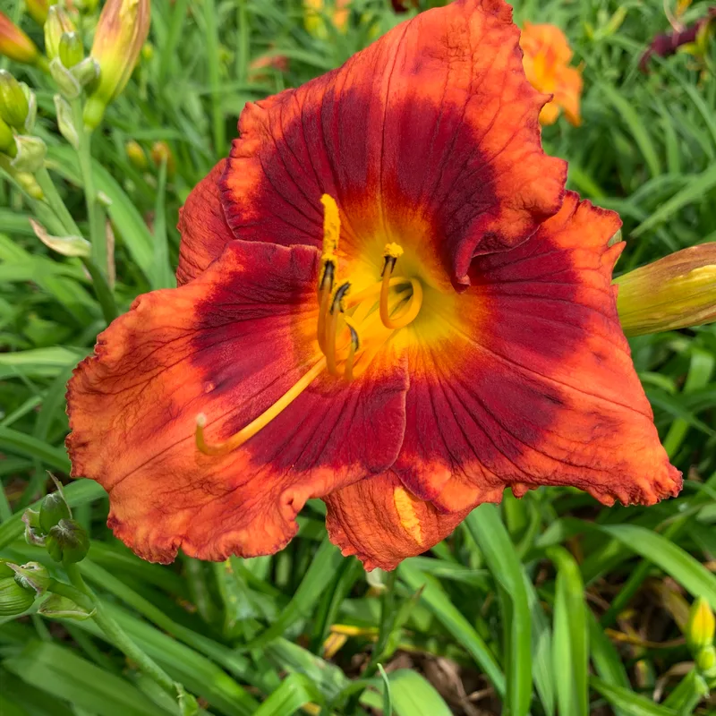 Crimson Ember from RollingOaksDaylilies
