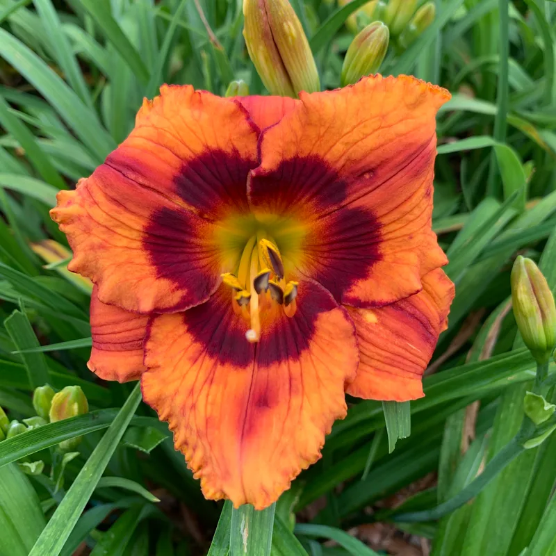 21-014 daylily bloom