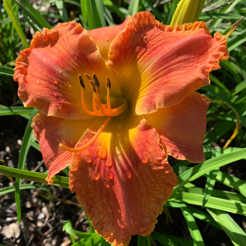 Hold On My Friend from RollingOaksDaylilies