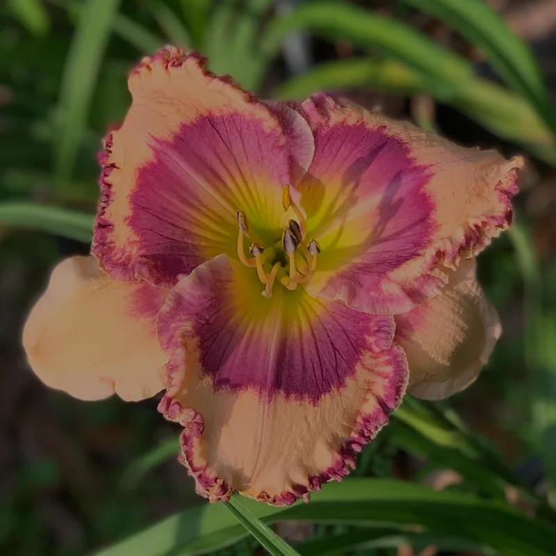 Smooth Talker from RollingOaksDaylilies