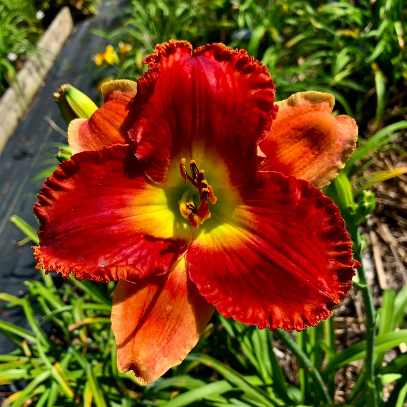Holiday Flourish daylily bloom